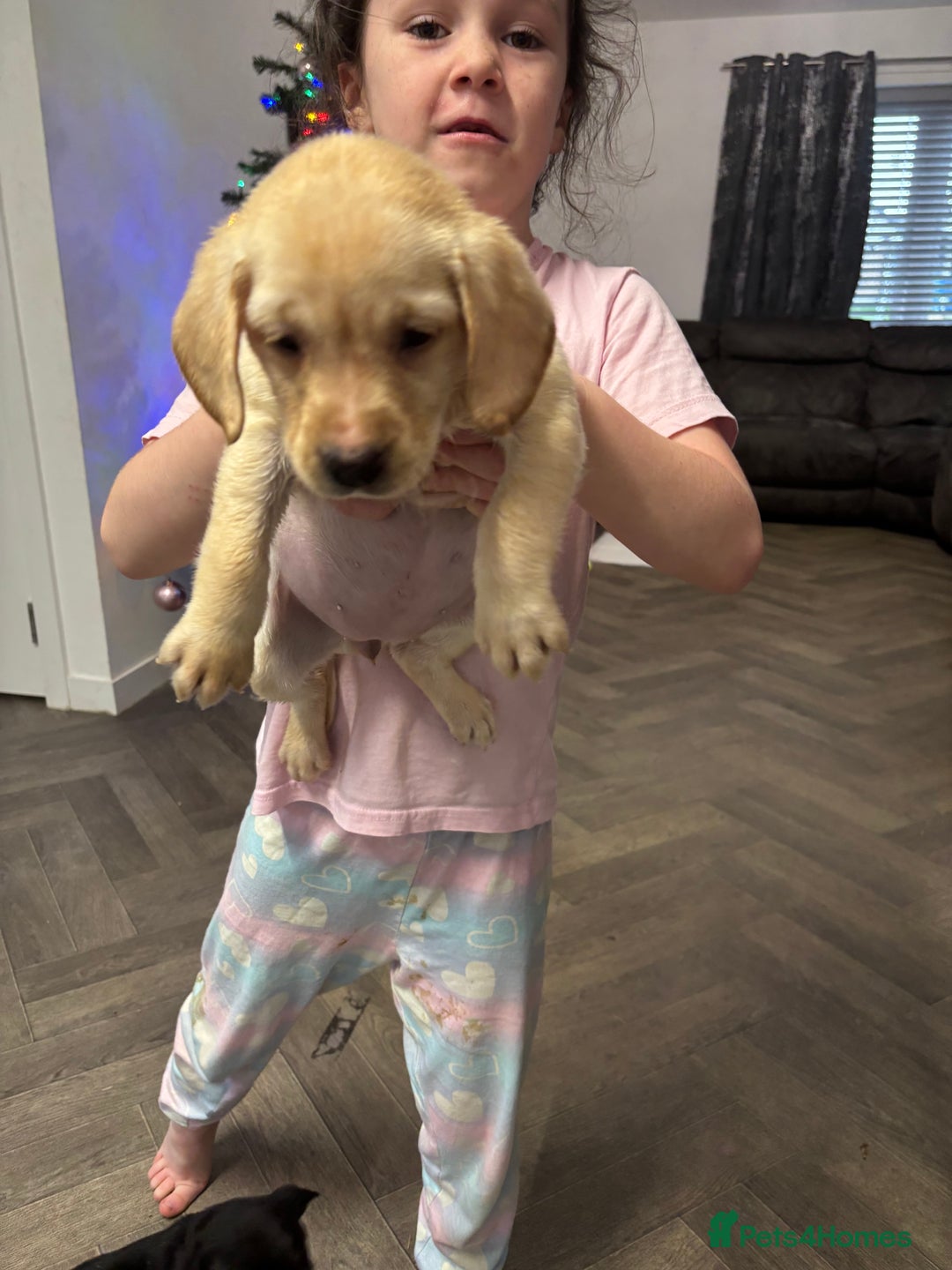 Labrador Retriever dogs for sale: Stunning lab pups - Advert 28