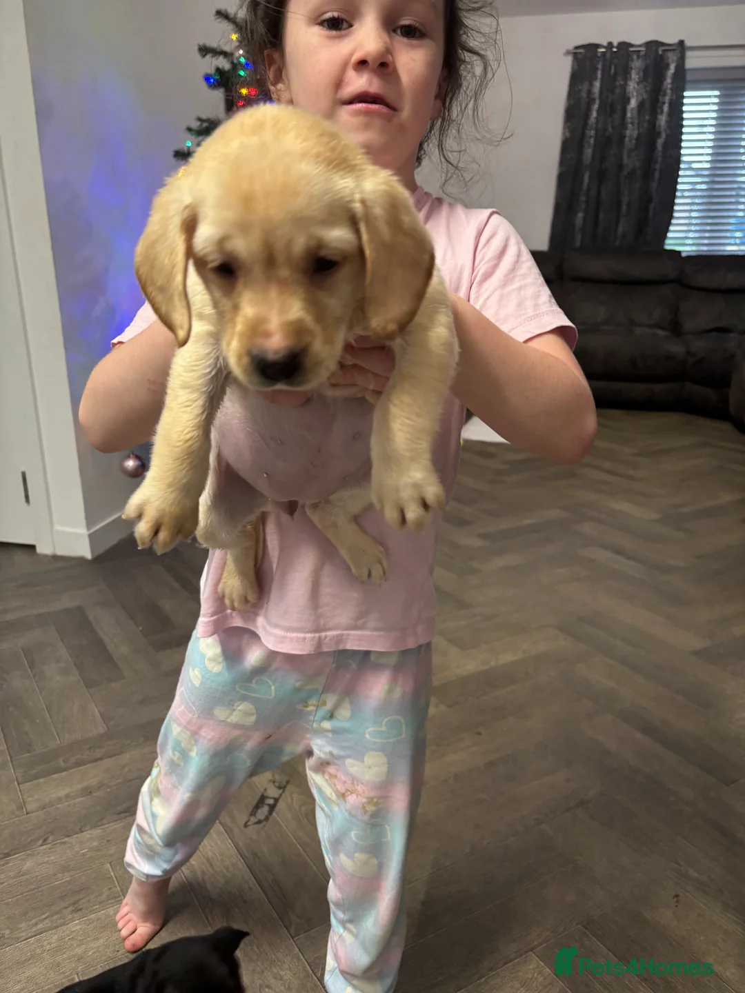 Labrador Retriever dogs for sale: Stunning lab pups - Advert 28