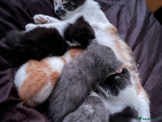 British Shorthair cats for sale: 5 kittens for sale - Advert 1