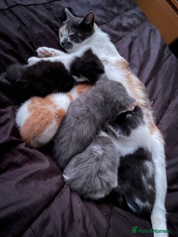 British Shorthair cats 5 kittens for sale - Advert 1