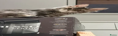 Maine Coon 2