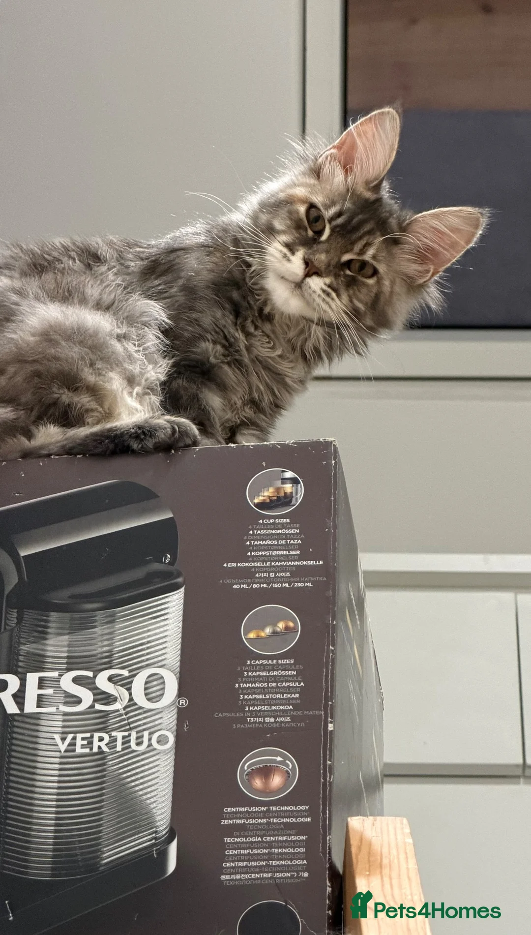 Maine Coon cats for sale: Maine Coons  - Advert 2