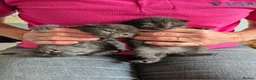 Mixed Breed cats for sale: 6 beautiful Kittens  - Advert 13