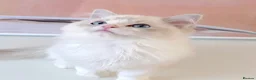 Ragdoll cats for sale: INDOOR GCCF REGISTERED RAGDOLL KITTENS - Advert 22