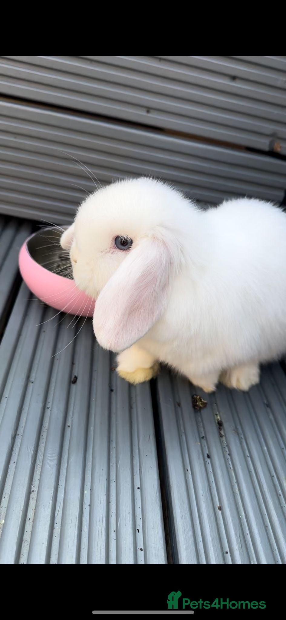 Mini Lop rabbits Pure breed mini lops couple M+F - Advert 2