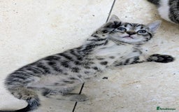Mixed Breed cats for sale: healthy, fluffy and happy girls  - Image 4