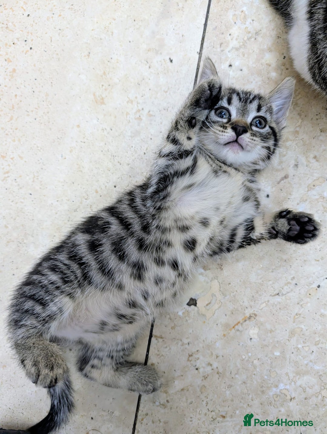Mixed Breed cats for sale: healthy, fluffy and happy girls  - Image 4