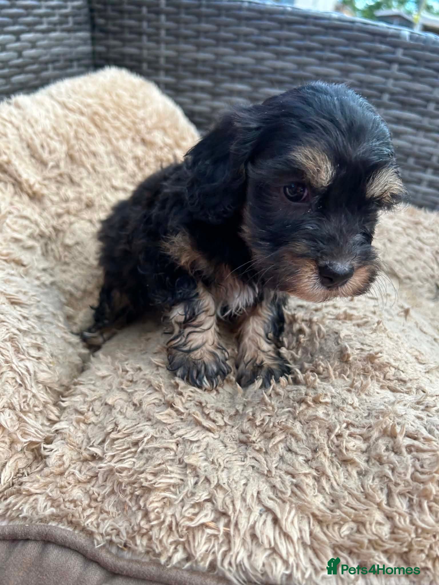 Lhasapoo Puppy 1