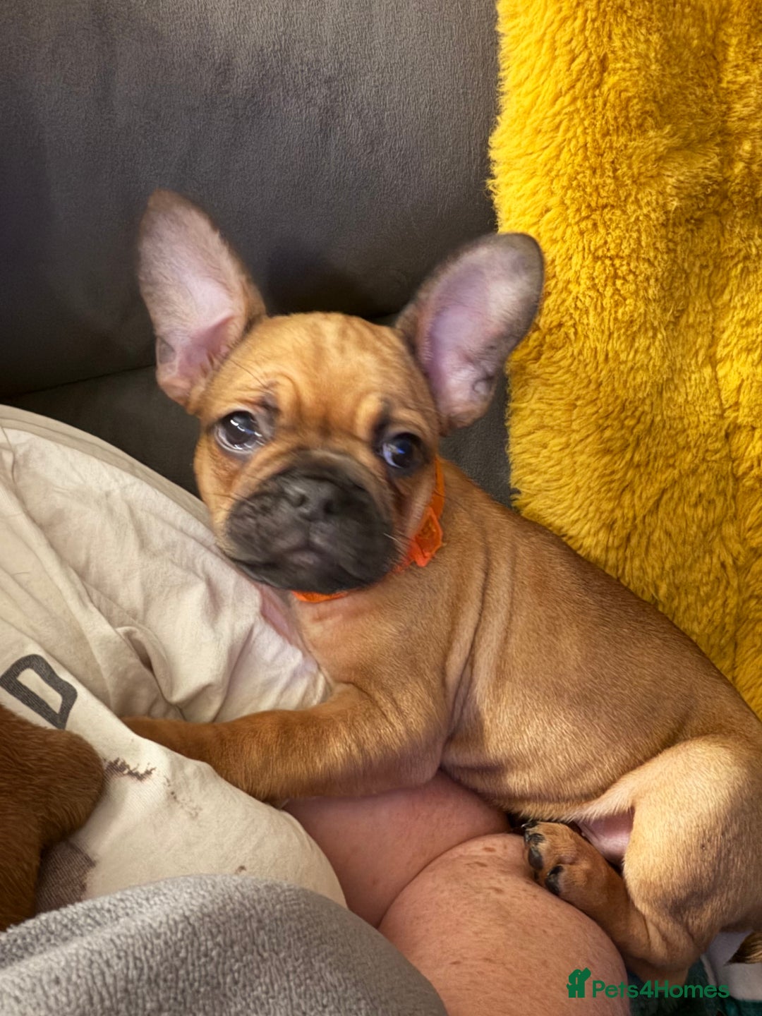 French Bulldog dogs for sale: READY NOW🐾 4 beautiful girls  - Advert 10