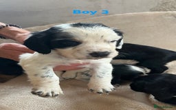 Cocker Spaniel dogs for sale: Cocker spaniel puppies for sale 🤩🐶 - Image 6