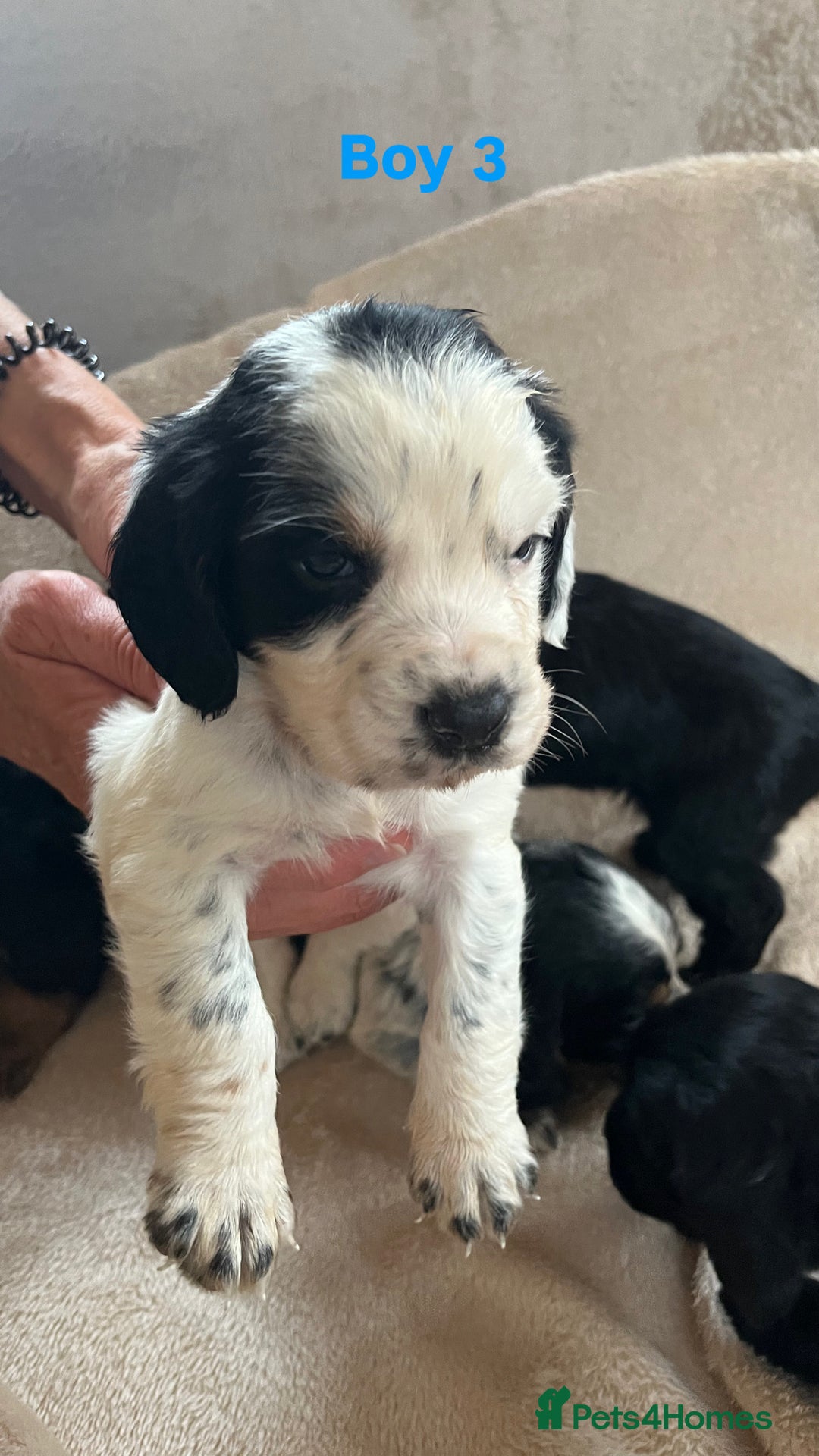 Cocker Spaniel dogs for sale: Cocker spaniel puppies for sale 🤩🐶 - Image 6