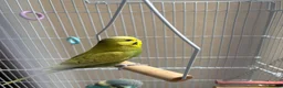 Budgerigars birds for sale: Pair of budgies  - Advert 3