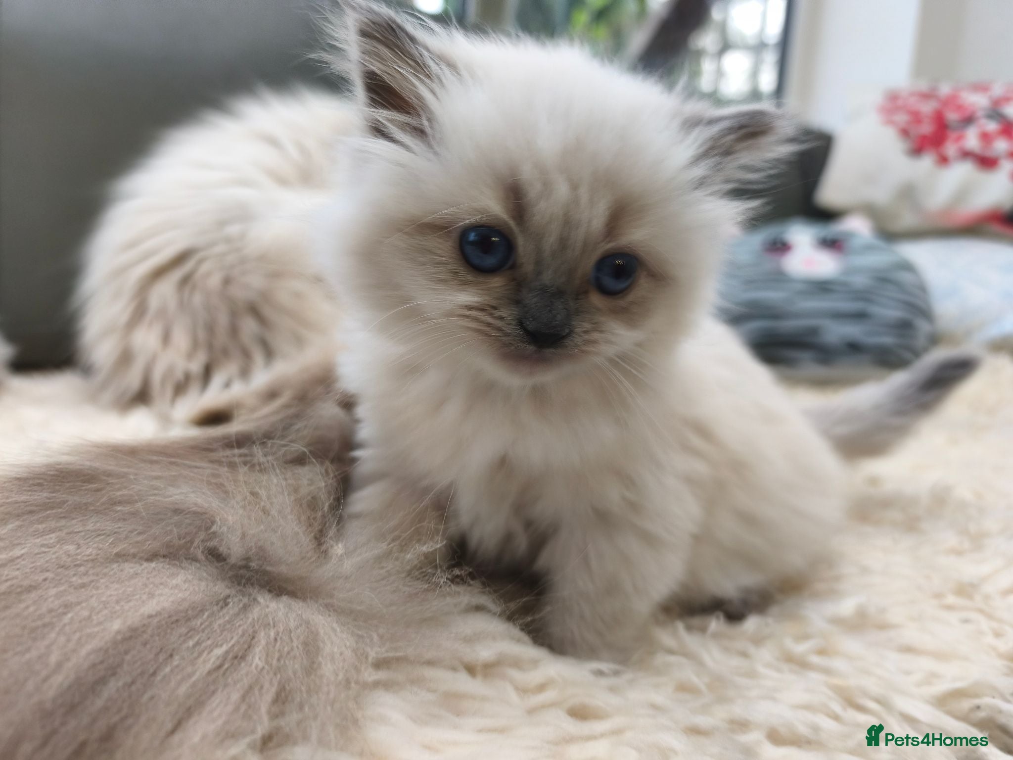 Ragdoll cats Gorgeous Snow Leocats: RagdollxSiberianxHimalayan! - Advert 2