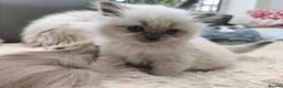 Ragdoll cats for sale: Gorgeous Snow Leocats: RagdollxSiberianxHimalayan! - Advert 1
