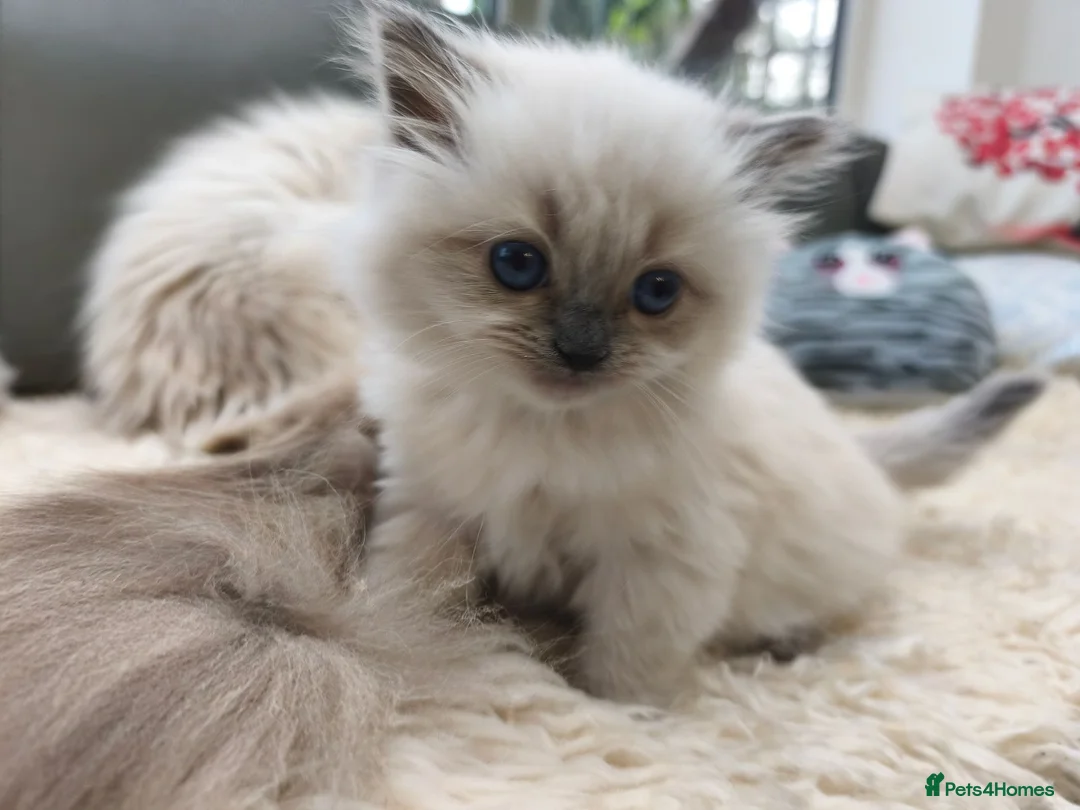 Ragdoll cats for sale: Gorgeous Snow Leocats: RagdollxSiberianxHimalayan! - Advert 1