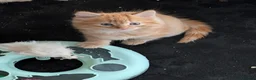 Mixed Breed cats for sale: Stunning Fluffy Tabby Kittens! - Advert 4