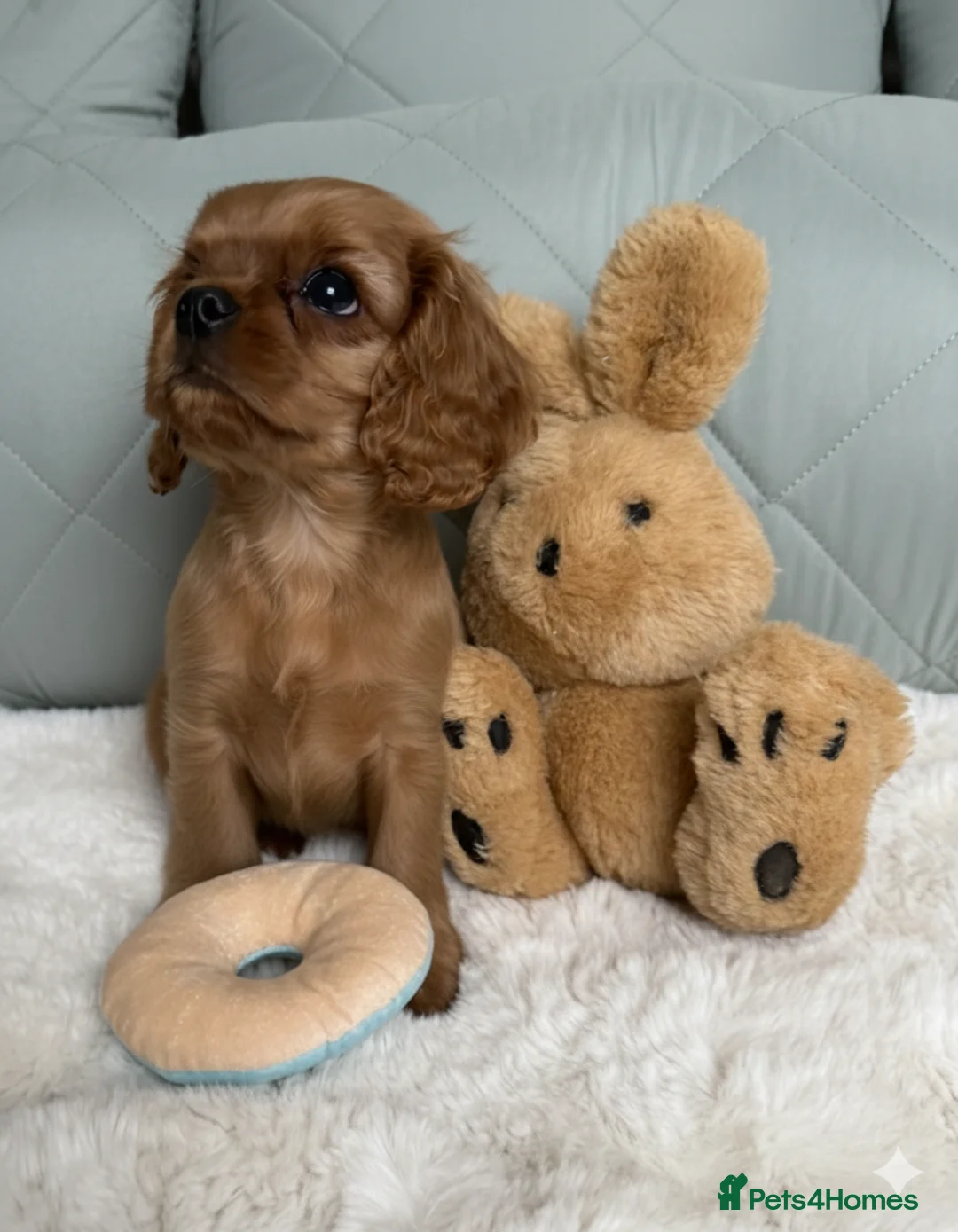 Cavalier King Charles Spaniel dogs for sale: CKCS Puppies Tested Bloodlines, KC Reg - Advert 9