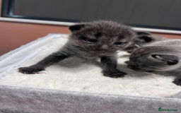 Mixed Breed cats for sale: 4 beautiful grey kittens getting darker  - Image 6