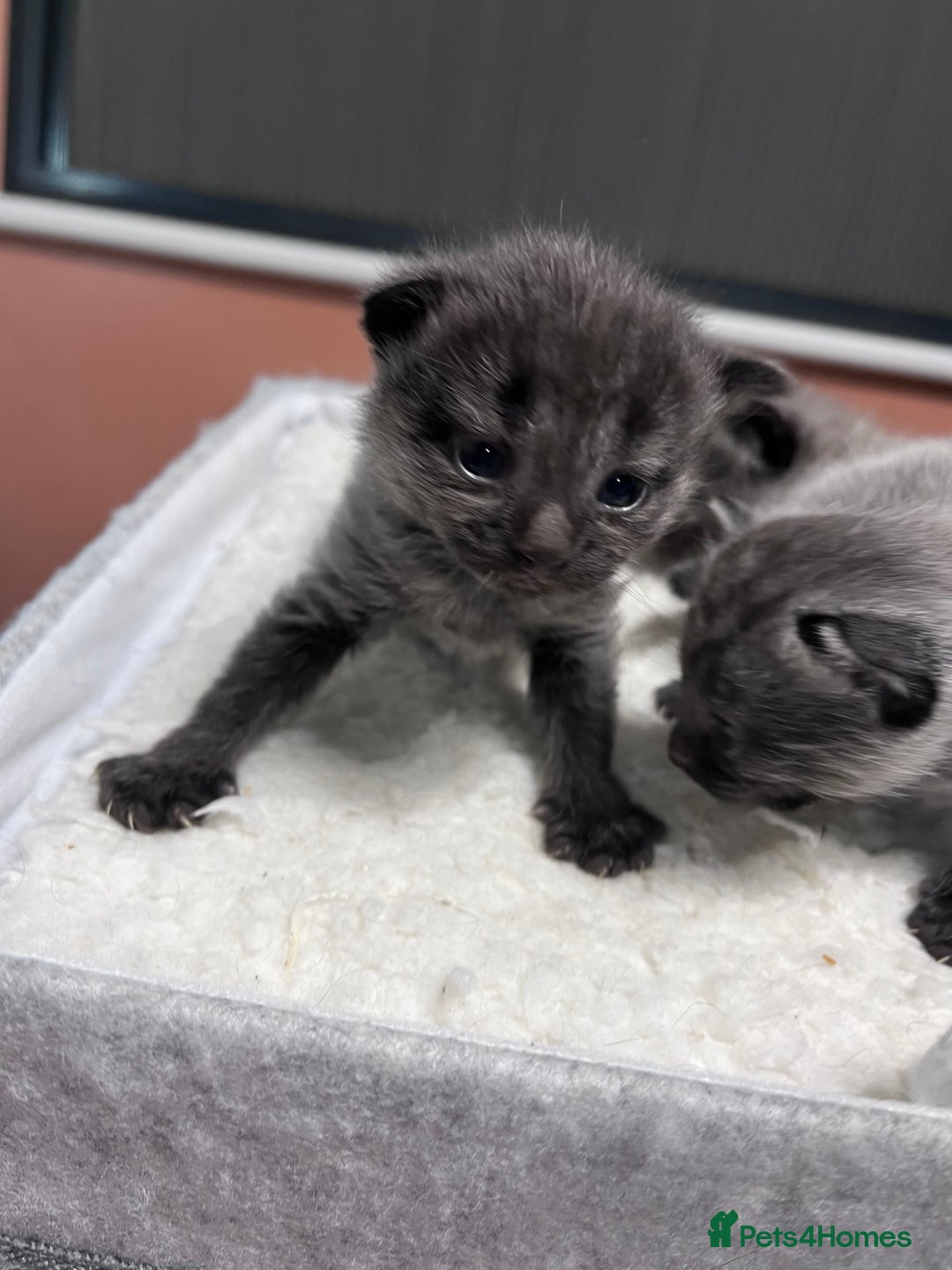 Mixed Breed cats for sale: 4 beautiful grey kittens getting darker  - Image 6