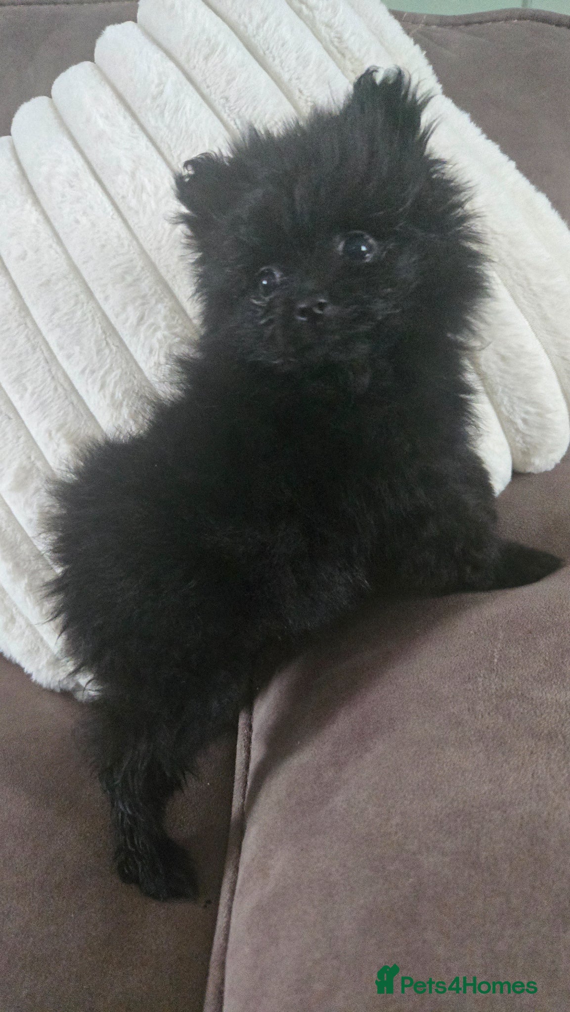 Pomeranian dogs Only one Beautiful little girl left  - Advert 14