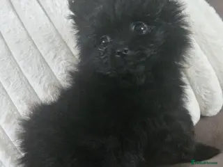 Pomeranian dogs Only one Beautiful little girl left - Advert 14