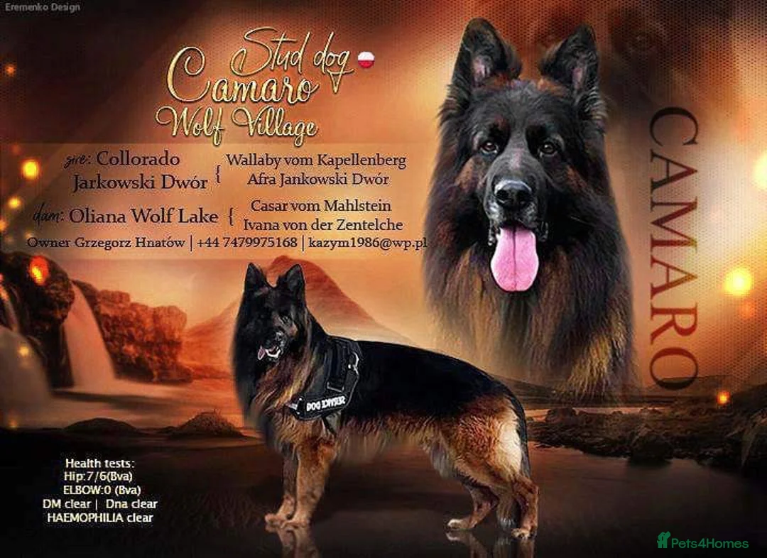 German Shepherd dogs for sale: Germany Sheperd long hair - Advert 2