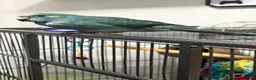 Parakeets birds for sale: Blue pied kakariki in Watford - Advert 3