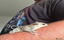 Sugar Glider rodents for sale: Sugar gliders unrelated ready 18th  - Image 11