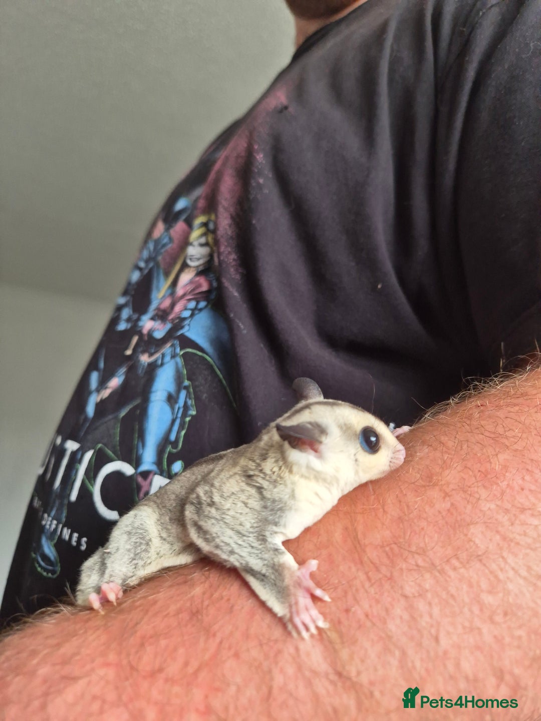 Sugar Glider rodents for sale: Sugar gliders unrelated ready 18th  - Image 11