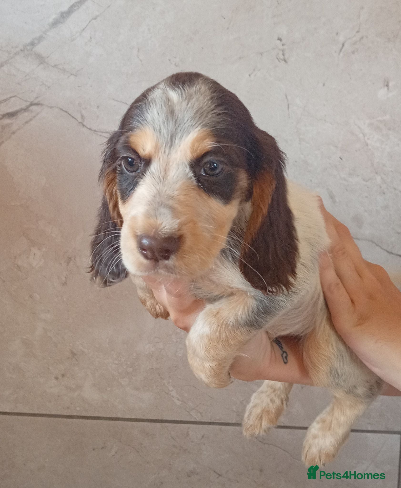 Cocker Spaniel dogs Cocker spaniel puppies 1 boy available  - Advert 14