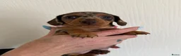 Miniature Dachshund dogs for sale: Miniature Dachshund Puppies  in Sheerness - Advert 10