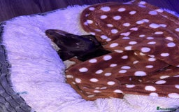 Miniature Dachshund dogs for sale: Female Miniature Dachshund  - Image 7