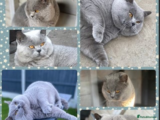 British Shorthair cats in Derby - Advert 9
