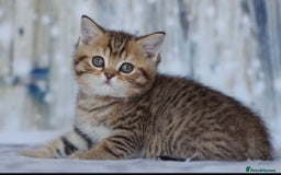 British Shorthair cats for sale: Lovely golden spotted British shorthair kitten. - Image 1