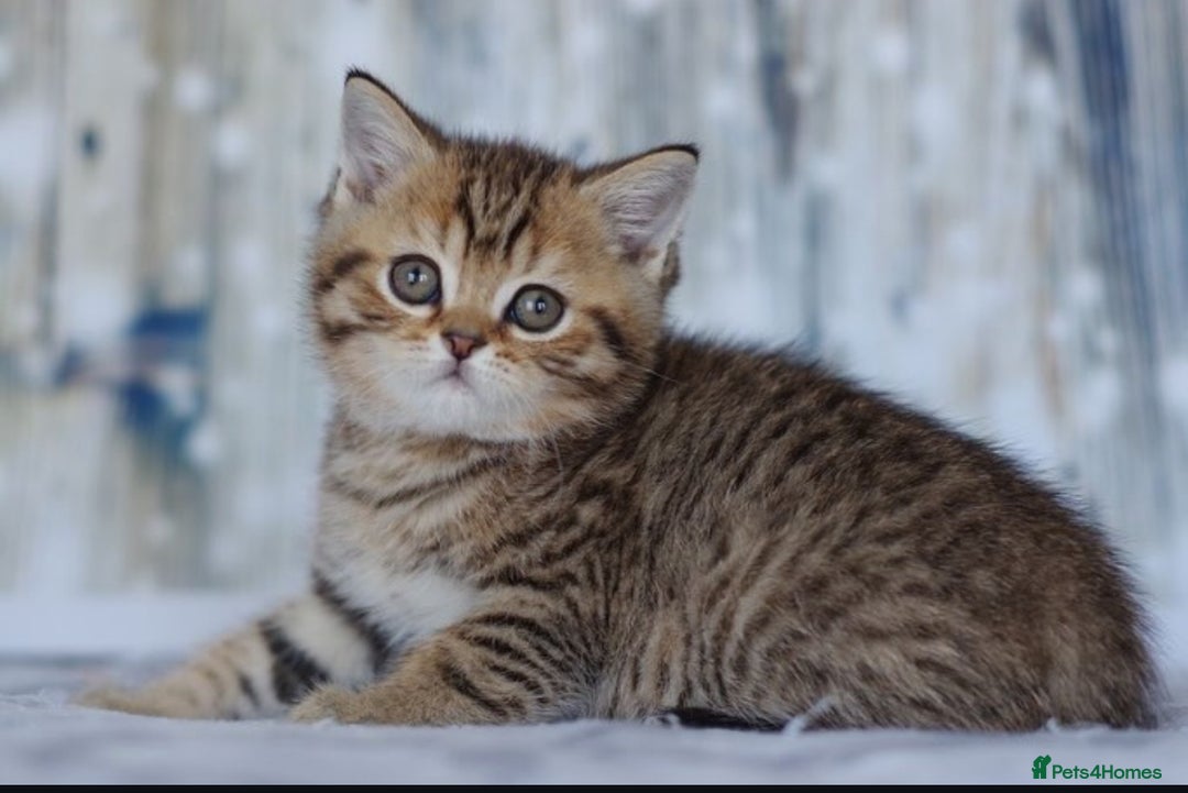 British Shorthair cats for sale: Lovely golden spotted British shorthair kitten. - Image 1
