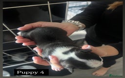 Boston Terrier dogs for sale: MAGGIES BEAUTIFUL PUPPIES  - Image 9