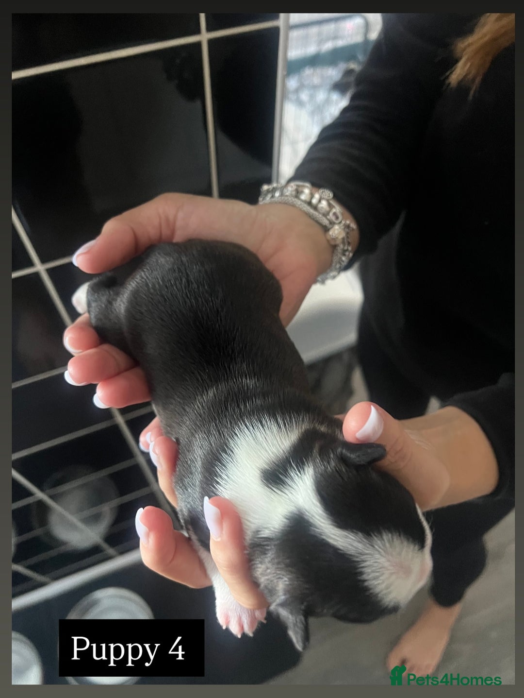 Boston Terrier dogs for sale: MAGGIES BEAUTIFUL PUPPIES  - Image 9