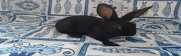 English rabbits for sale: Yurvac vaccinated purebred baby English rabbits! - Advert 12