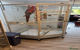 Macaws birds for sale: Green and Blue Macaw and Green Wing Macaw for Sale - Image 9