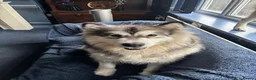 Mixed Breed dogs for sale: Siberian husky and Alaskan malamute - Advert 4