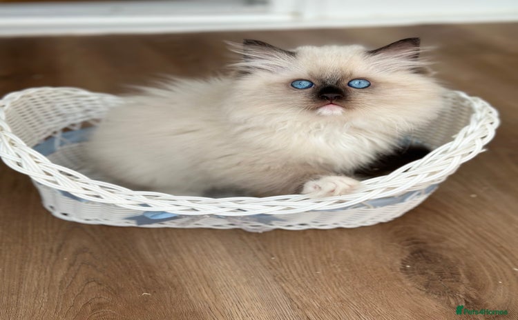 Ragdoll cats - Advert 16