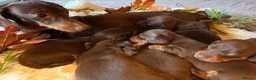 Miniature Dachshund dogs for sale: KC Miniature dachshund chocolate and tan puppies!  - Advert 13