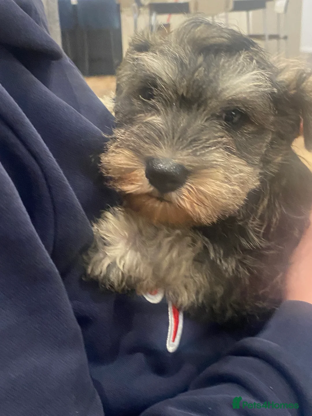 Miniature Schnauzer dogs for sale: Beautiful miniature schnauzer health tested  - Advert 2
