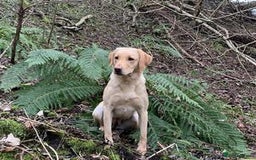 Labrador Retriever dogs for sale: FTCH Bred pedigree gun dog Labradors - Image 1