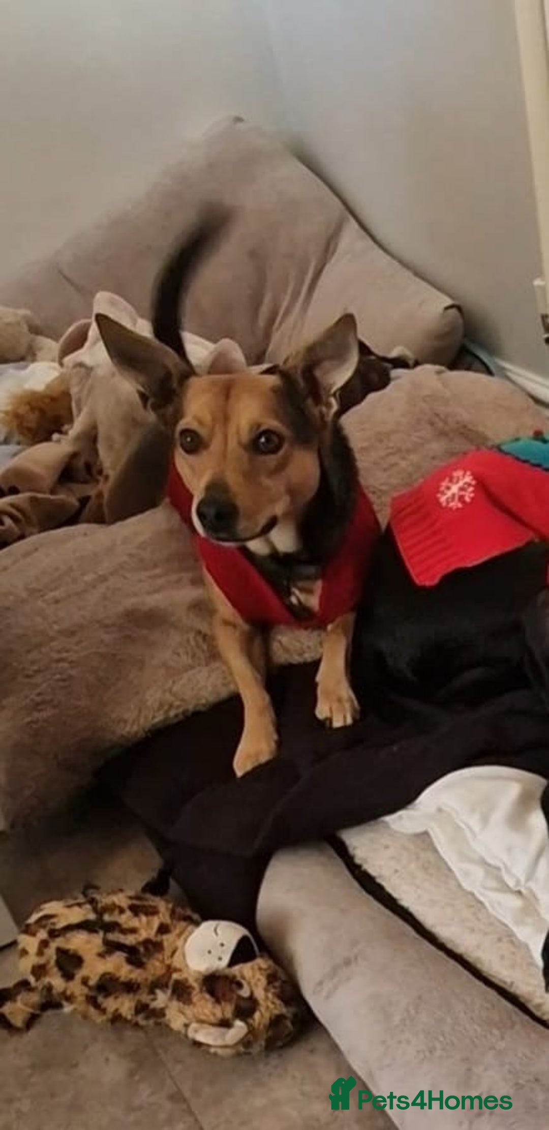 Mixed Breed dogs for adoption: Pippa  - Advert 2