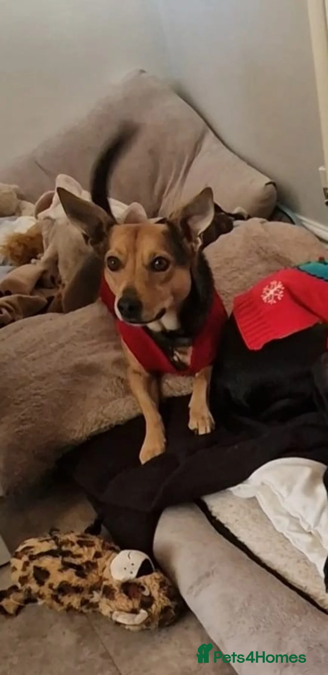 Mixed Breed dogs for adoption: Pippa  - Advert 3