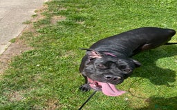 Cane Corso dogs for sale: Denver - Image 9