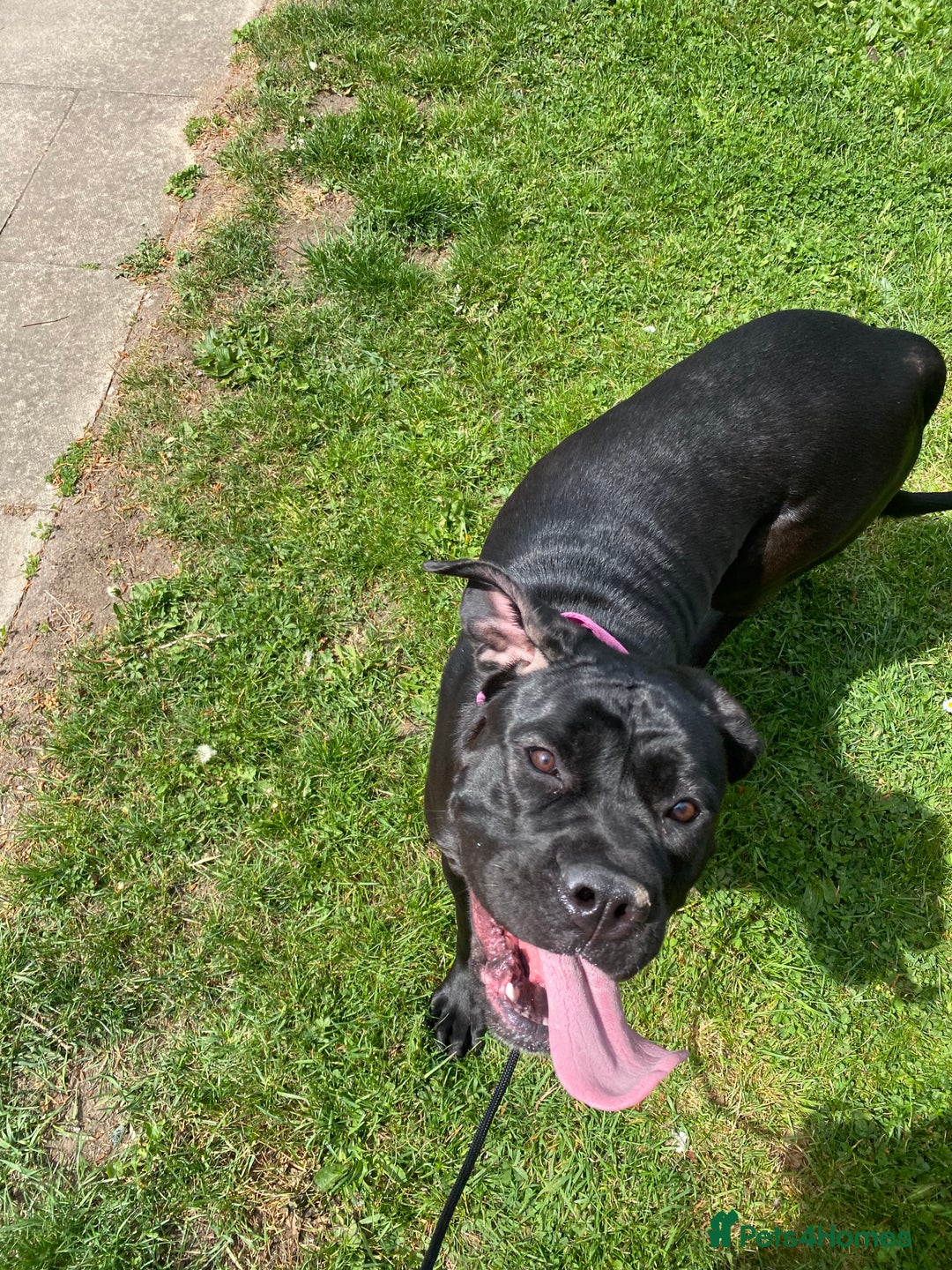 Cane Corso dogs for sale: Denver - Image 9