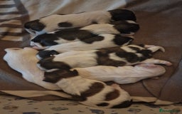 Shih Tzu dogs for sale: Meet Our Gorgeous Shih Tzu Puppies!  - Image 6