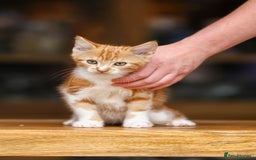 Maine Coon cats for sale: Beautiful Maine Coon X Kittens - Image 21
